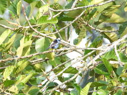 Image of Opal-crowned Tanager