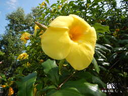 Image of golden trumpet