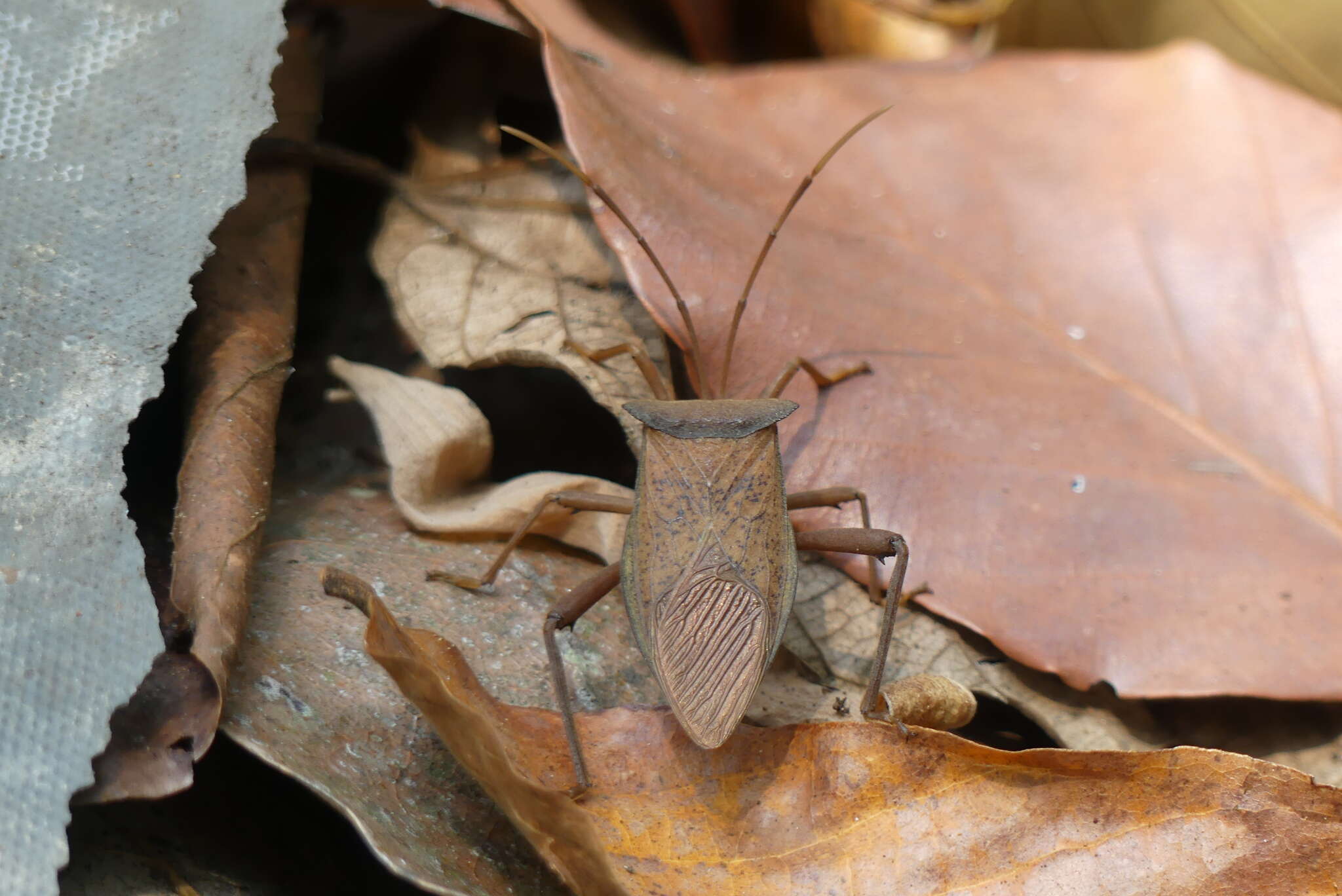 Image of Aspilosterna valida (Hsiao 1963)