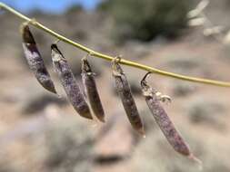 Imagem de Astragalus atratus var. mensanus M. E. Jones