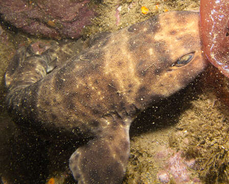 Image of Swell Shark