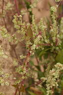 صورة Fallopia dumetorum (L.) J. Holub