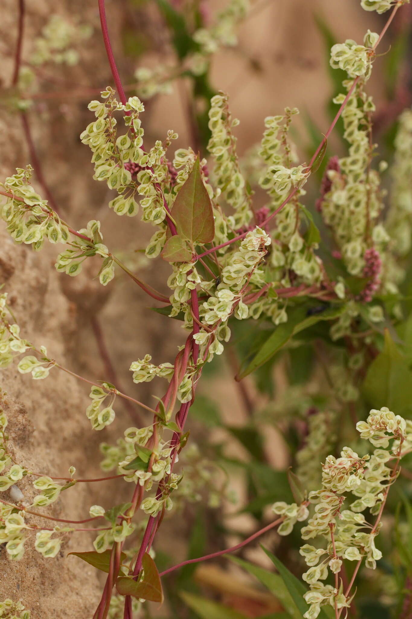 صورة Fallopia dumetorum (L.) J. Holub