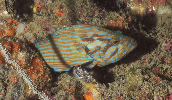 Image of Blue-lined Rock Cod