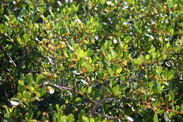 Image of island ceanothus