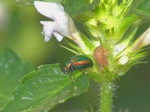 Imagem de Chrysolina fastuosa