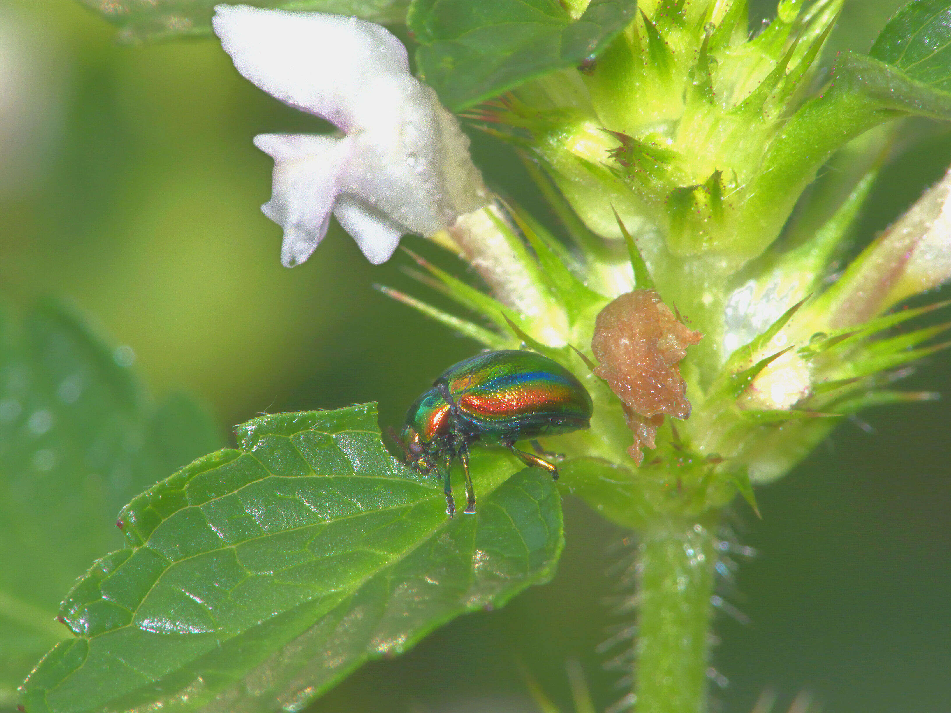 Image of Chrysolina fastuosa