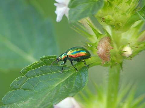 Image of Chrysolina fastuosa