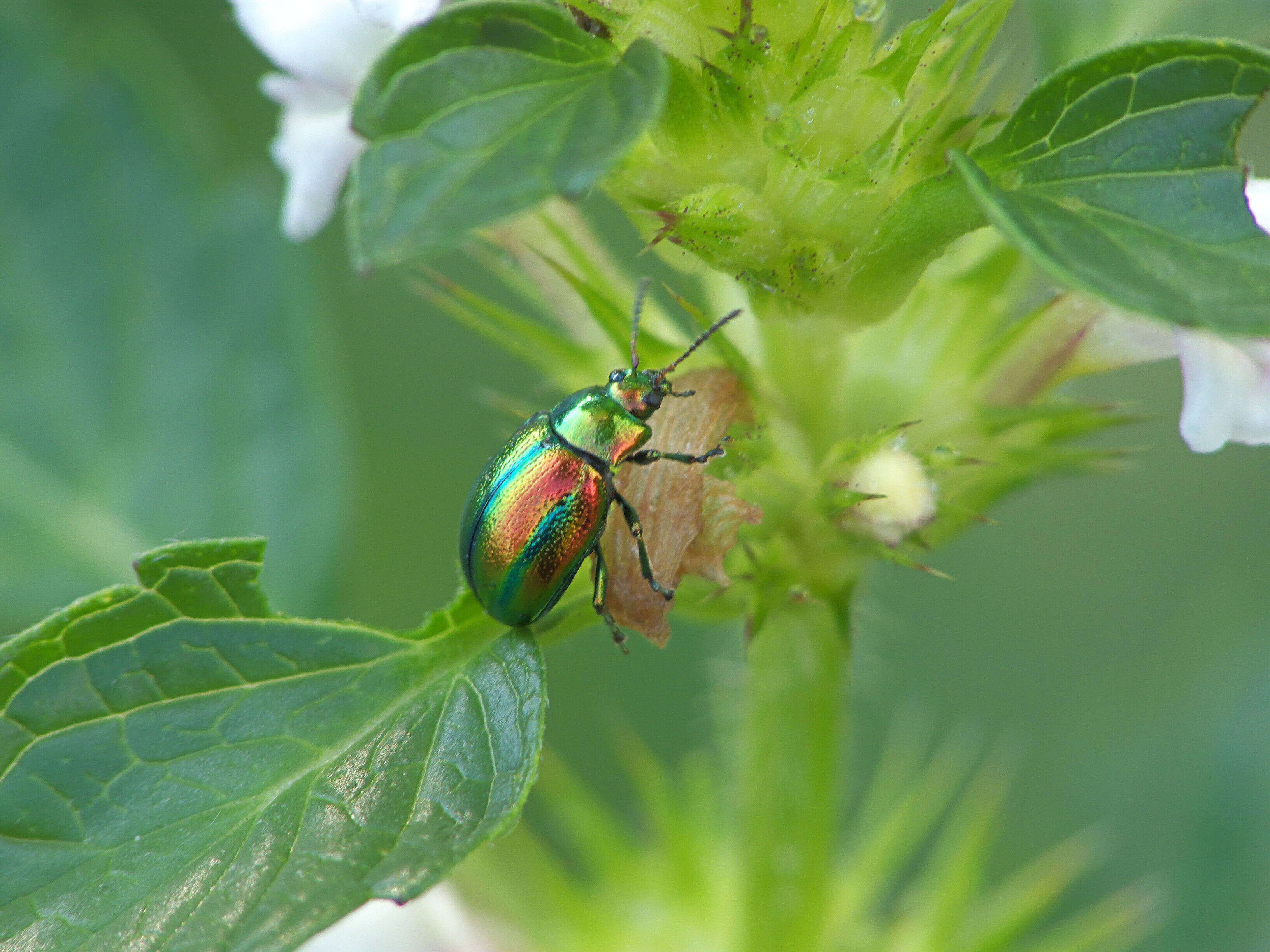 Image of Chrysolina fastuosa