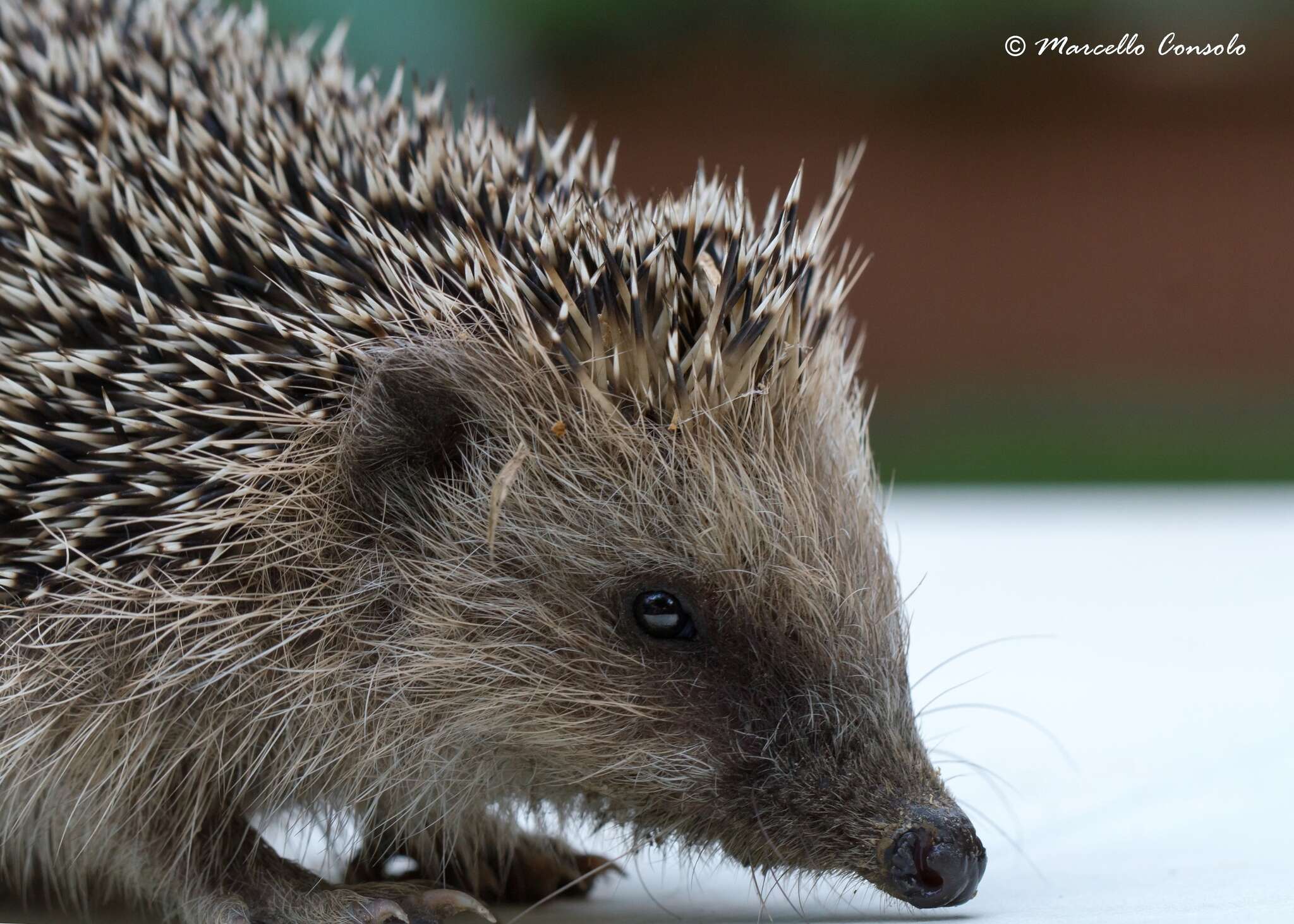 Image of hedgehog