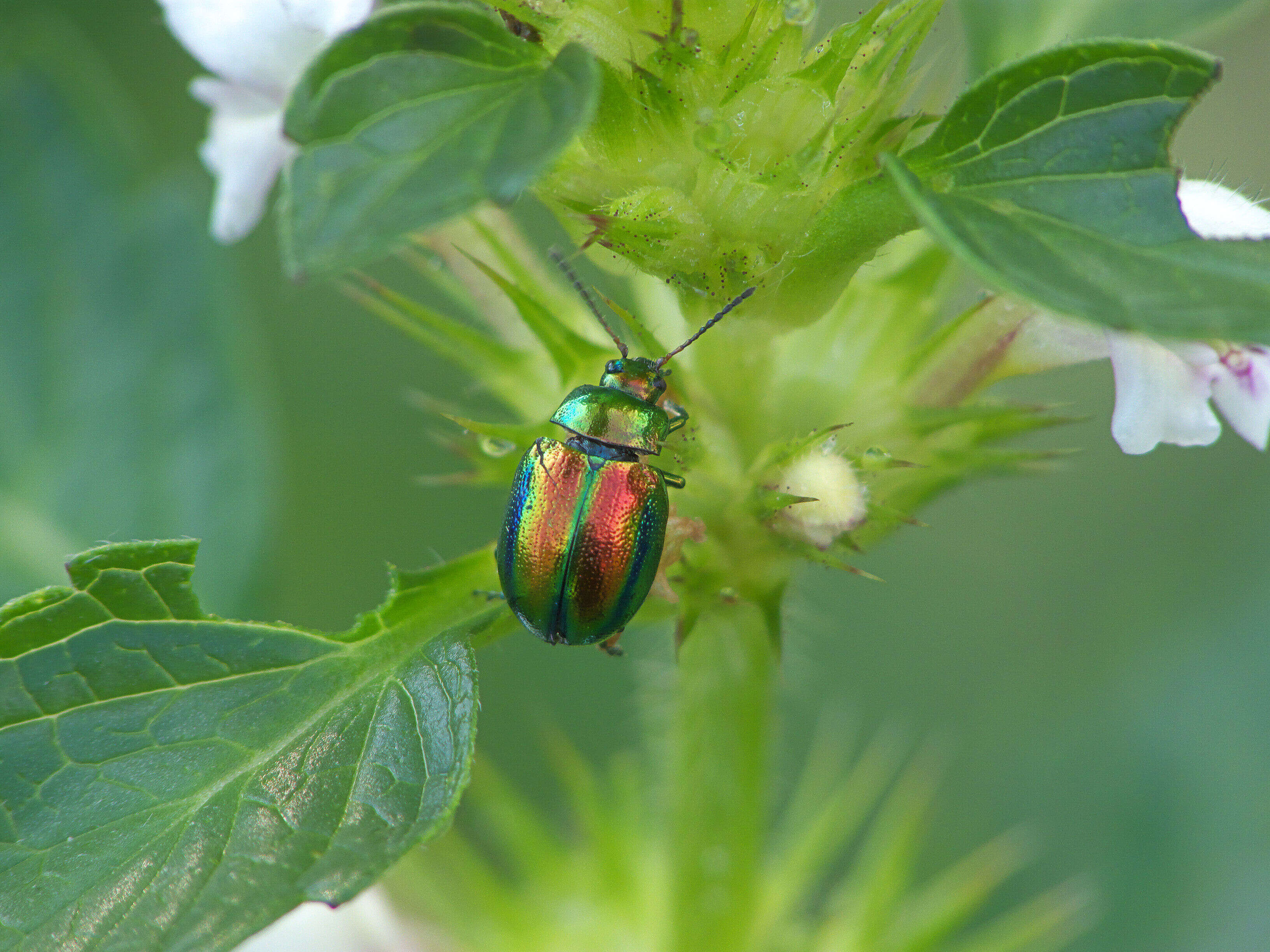 Image of Chrysolina fastuosa