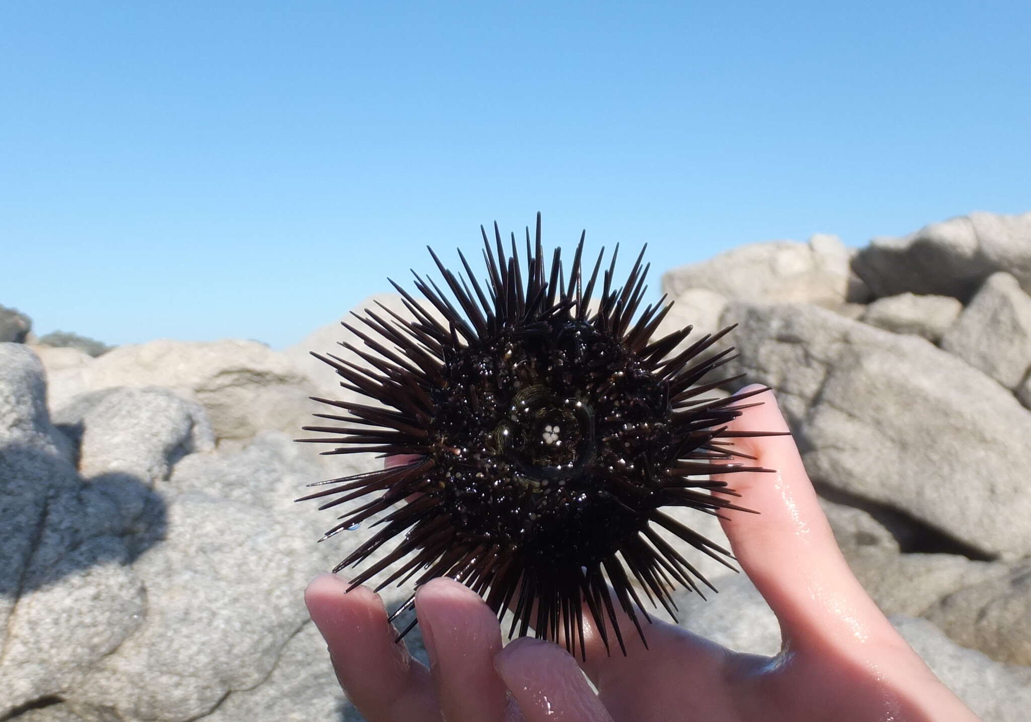 Image of Black Sea urchin