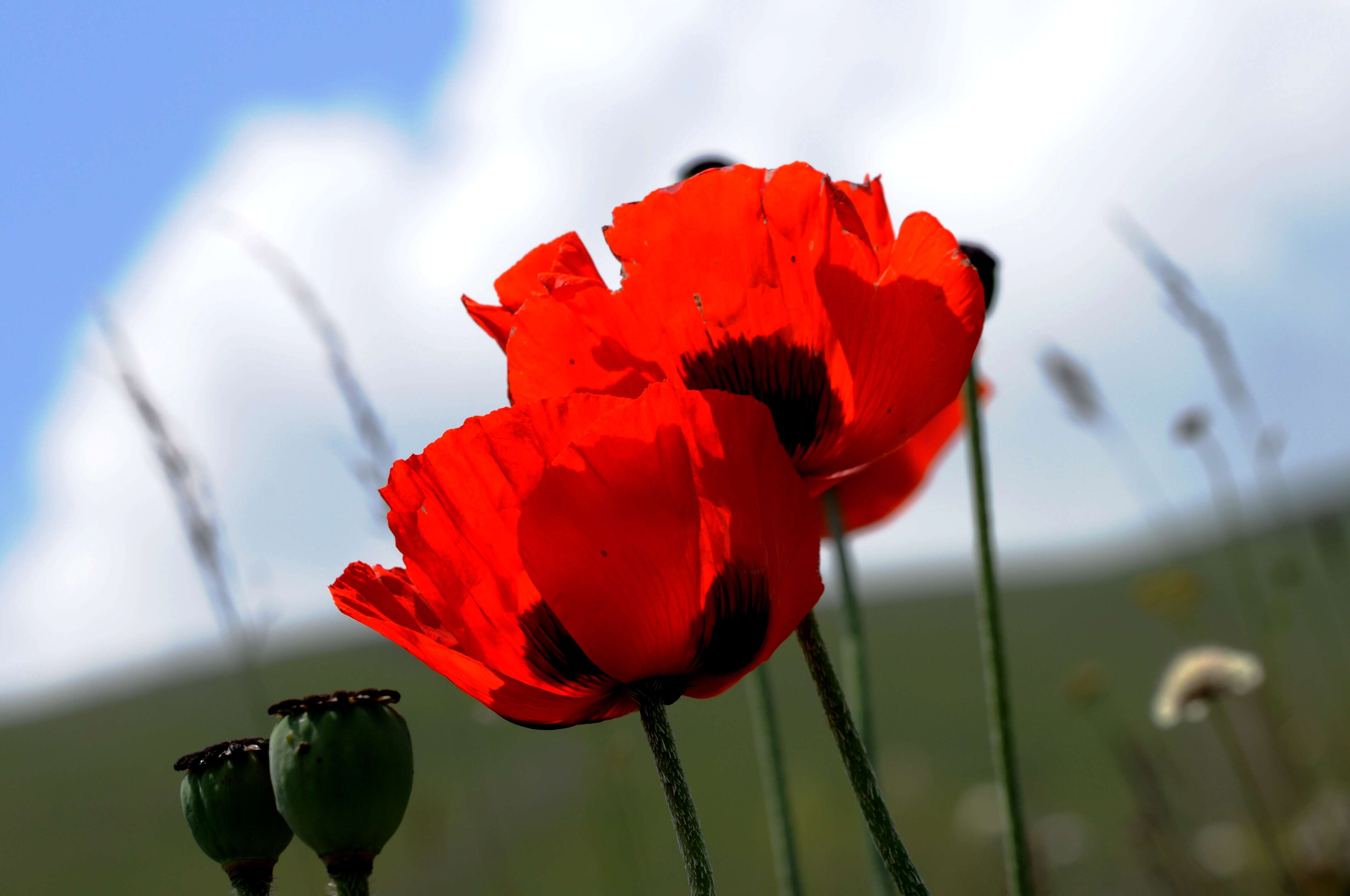 Image of Oriental poppy