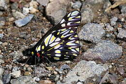 Image of Catasticta theresa Butler & Druce 1874