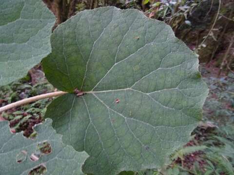 Image of Roldana lanicaulis (Greenm.) H. Rob. & Brettell