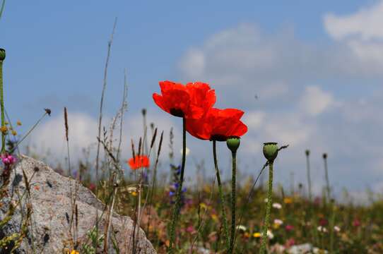 Image of Oriental poppy