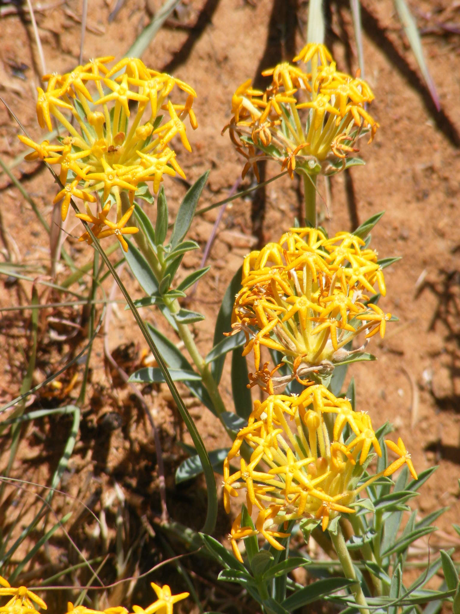 Image of Gnidia capitata L. fil.