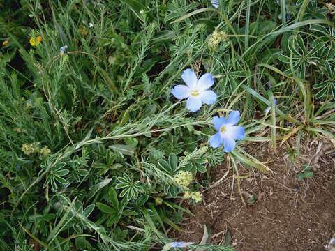 Image of Blue flax