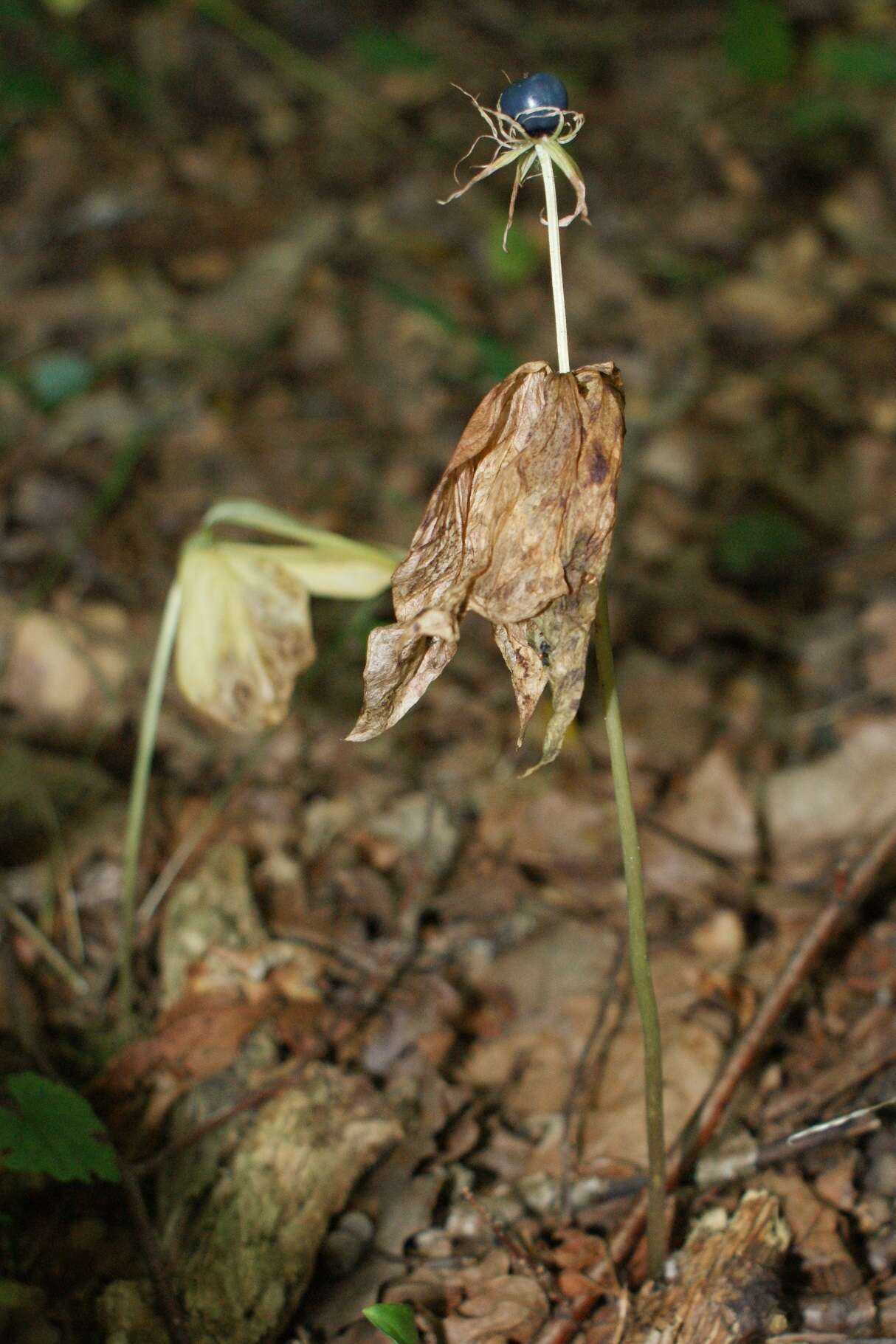 Image of herb Paris