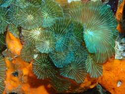 Image of Mushroom anemone