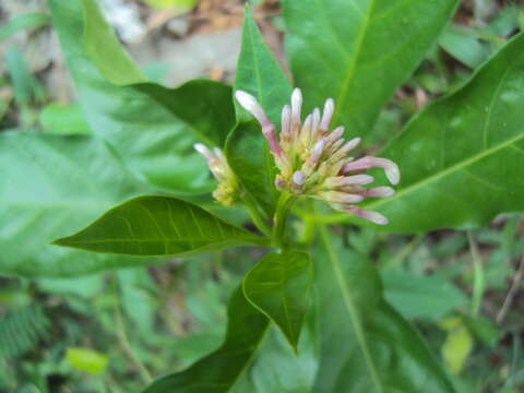 Image of Snakeroot