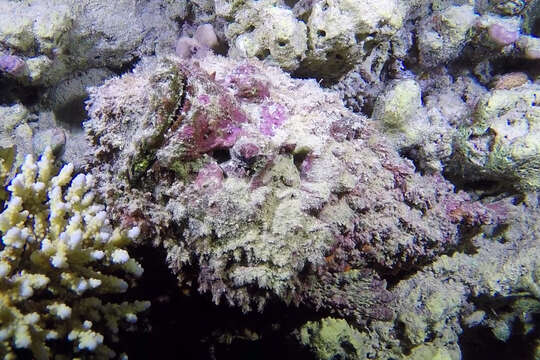 Image of Reef stonefish