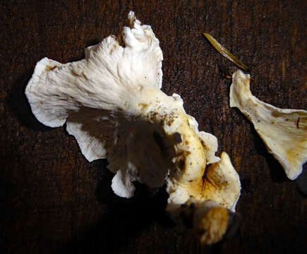 Image of Cantharellus insignis (Cooke) Corner 1966