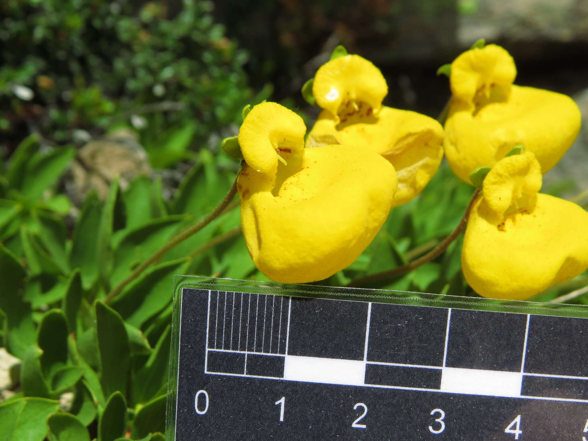 Image of Calceolaria pennellii Descole & Borsini