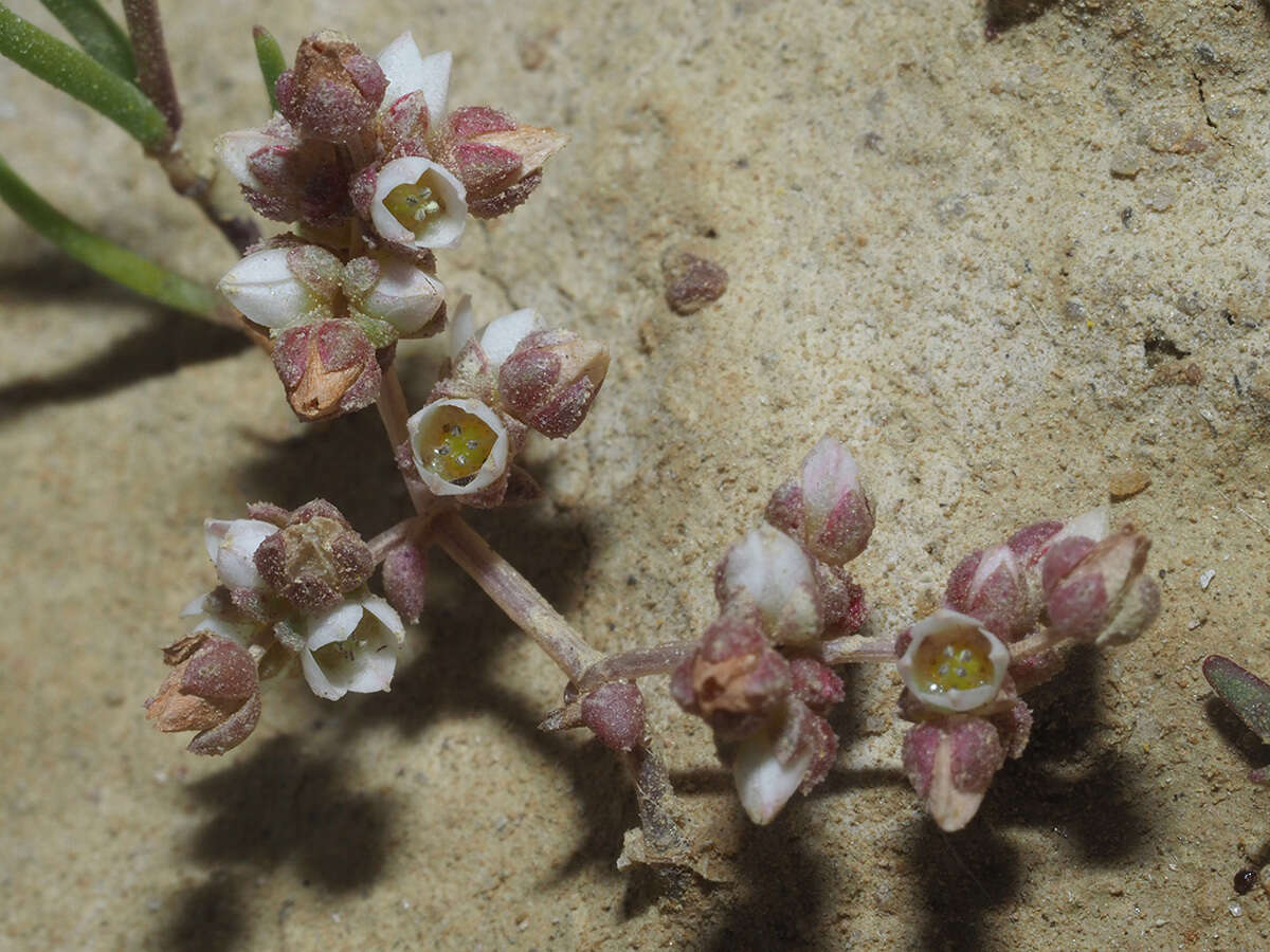 Crassula decumbens var. brachyphylla (Adamson) Tölken resmi