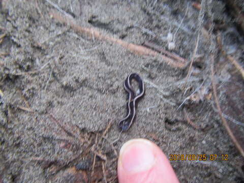 Image of Blue garden flatworm