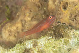 Image of Stripehead dwarfgoby