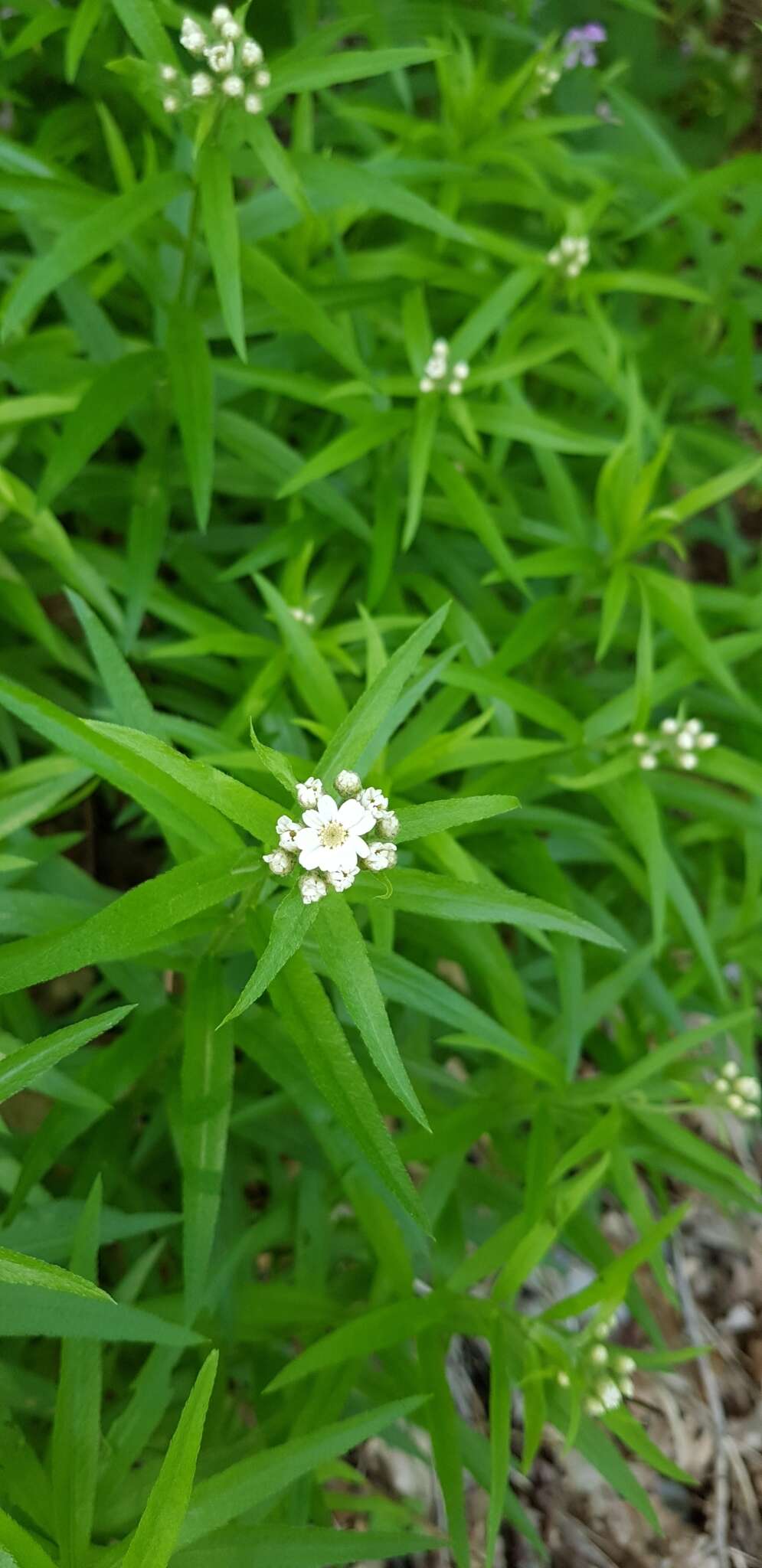 Image of Achillea biserrata M. Bieb.