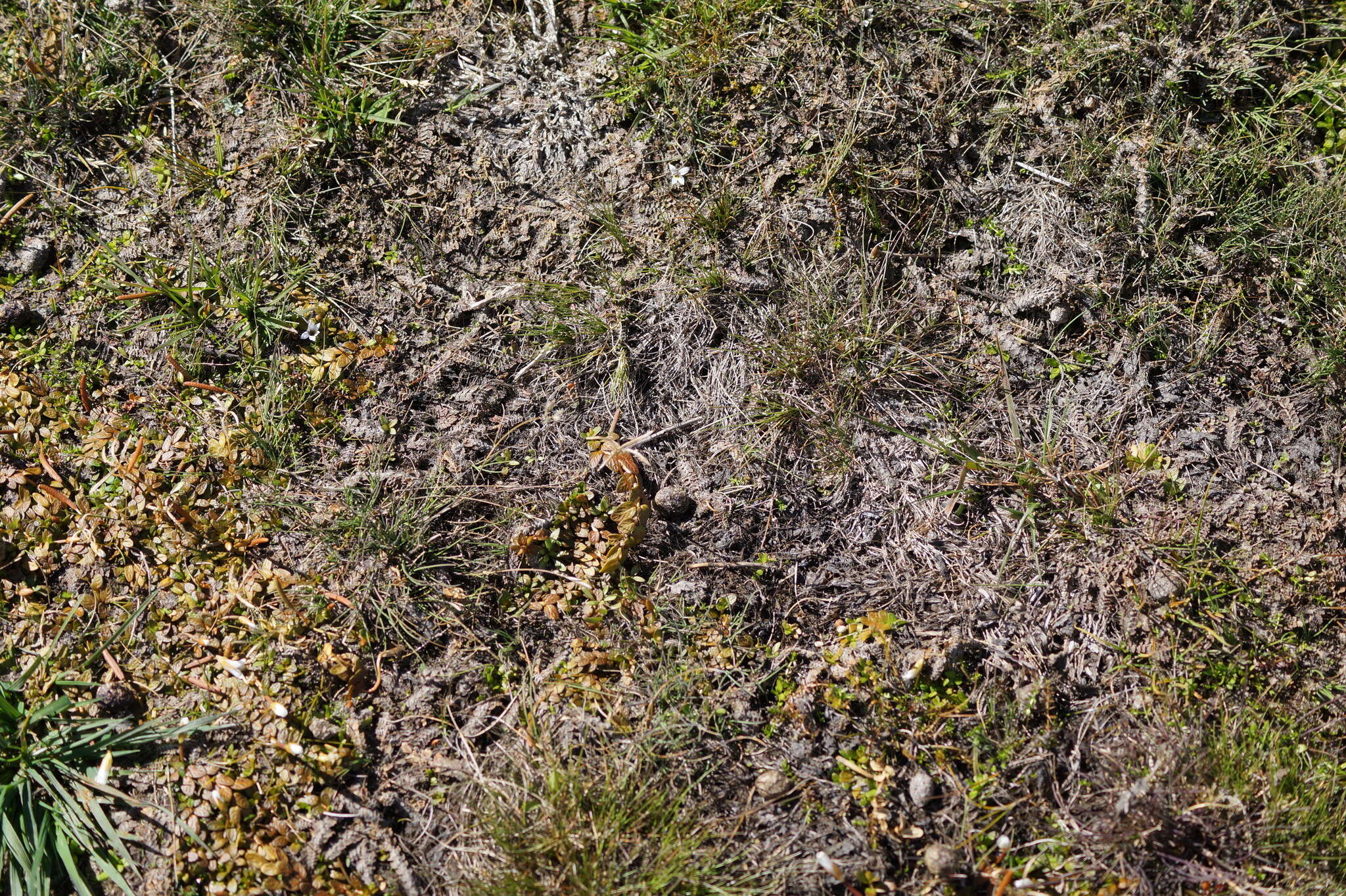 Image of Lobelia perpusilla Hook. fil.