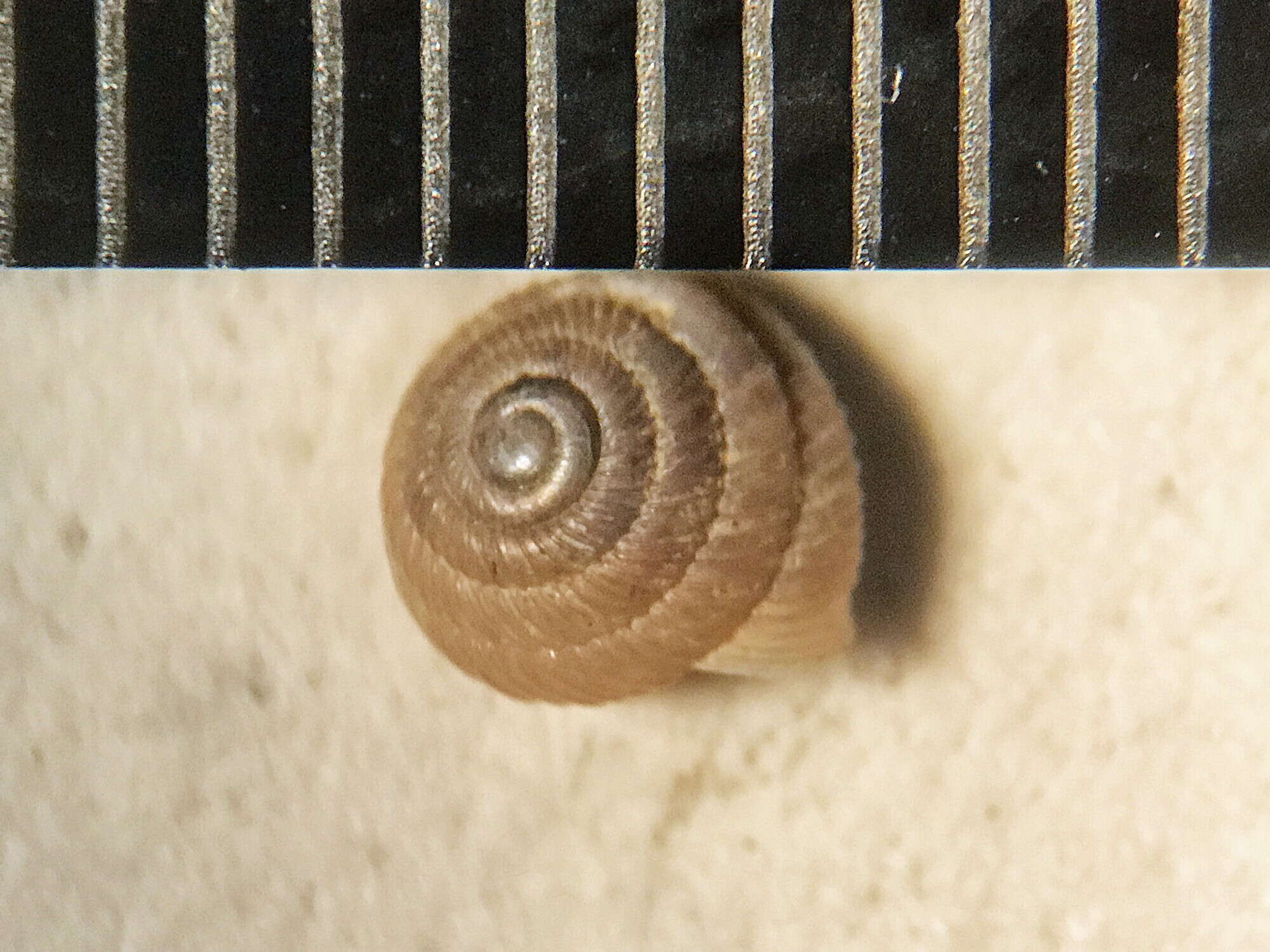 Image of Strobilops labyrinthicus (Say 1817)