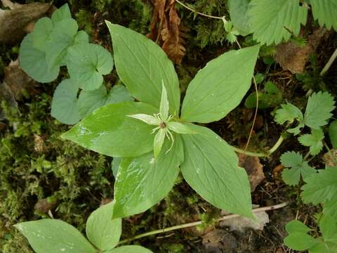 Image of herb Paris