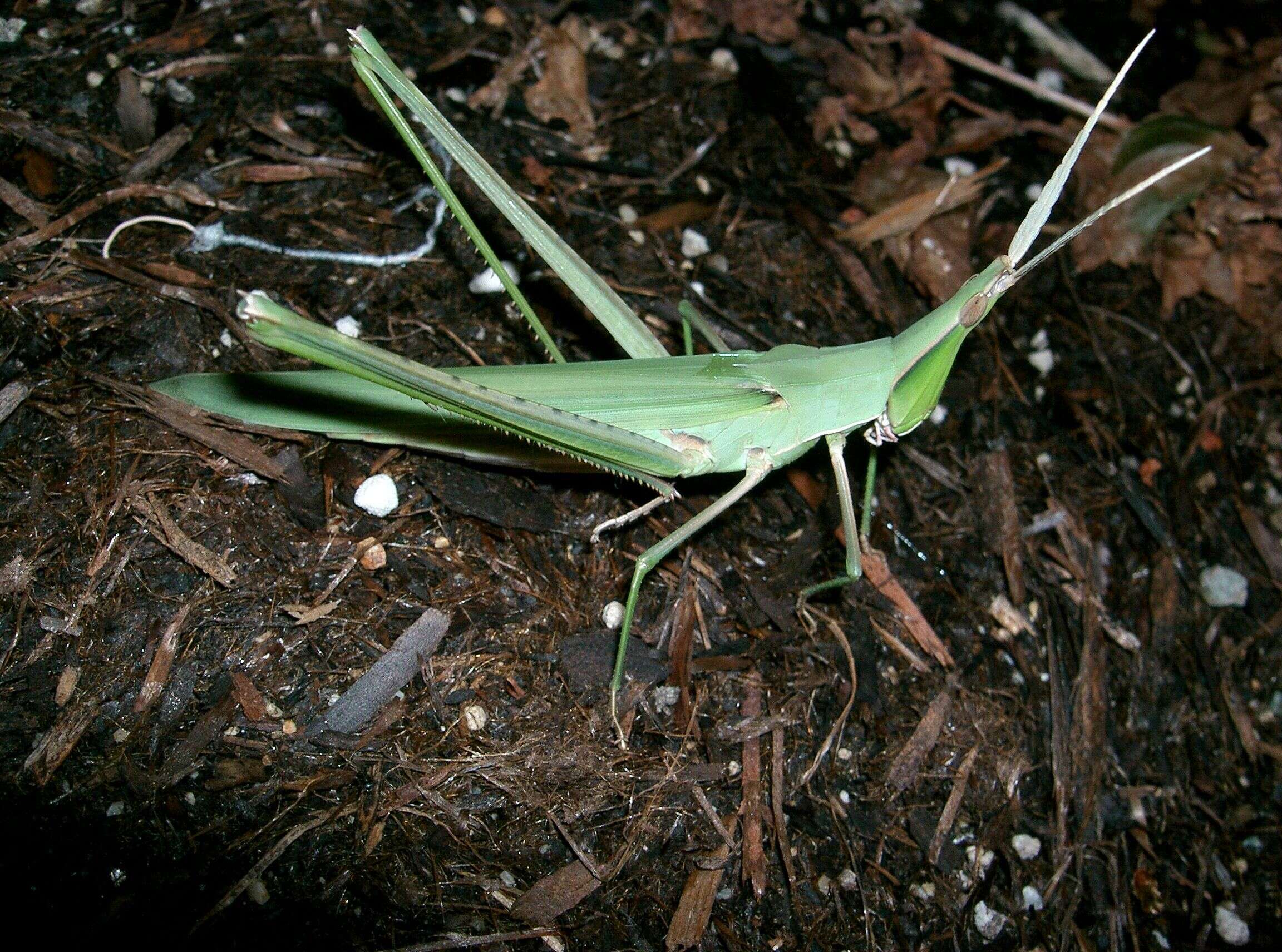 Image of Chinese Grasshopper