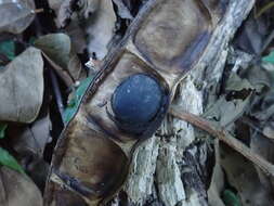 Imagem de Mucuna macrocarpa Wall.