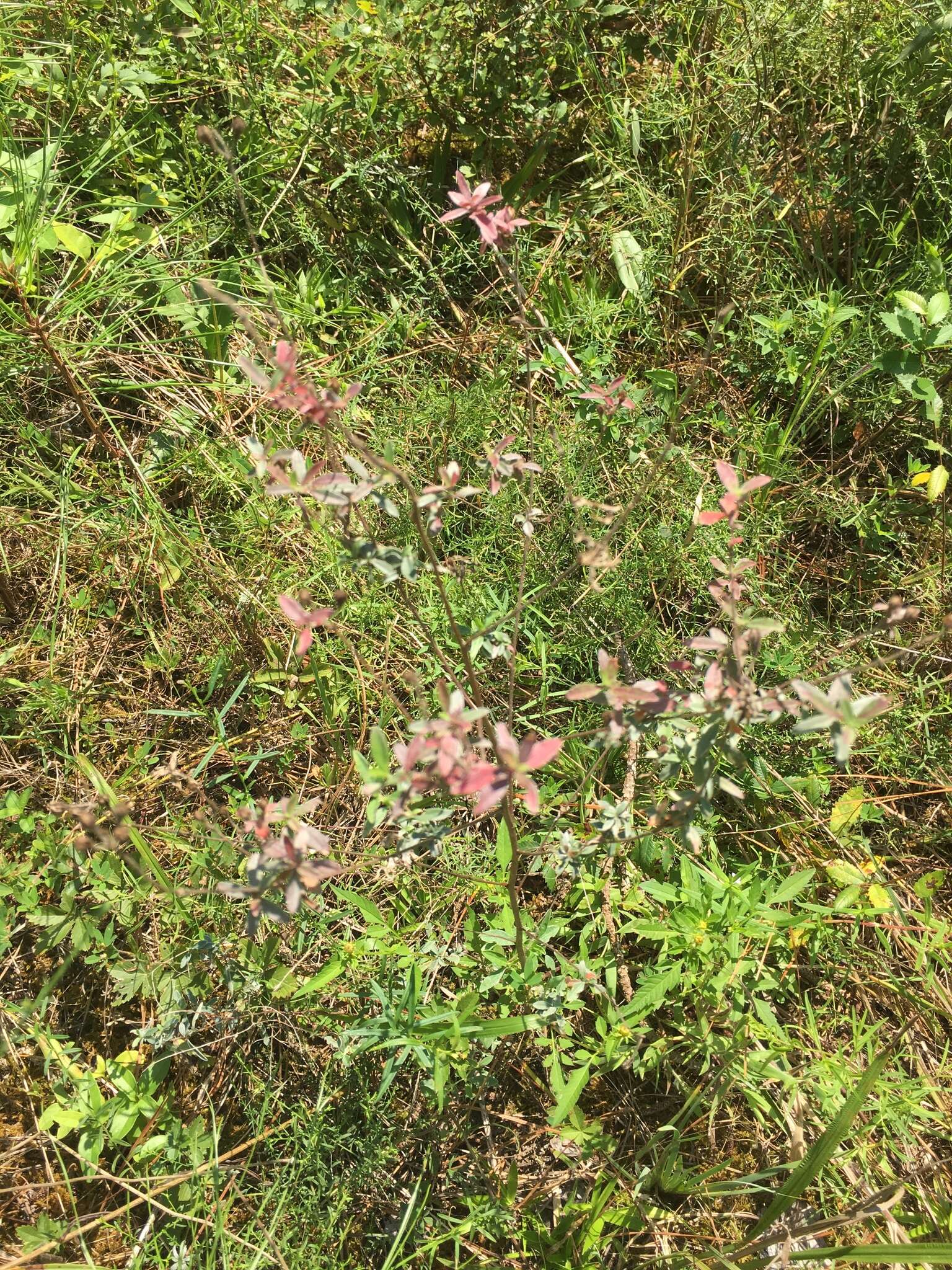 Plancia ëd Oenothera fruticosa L.