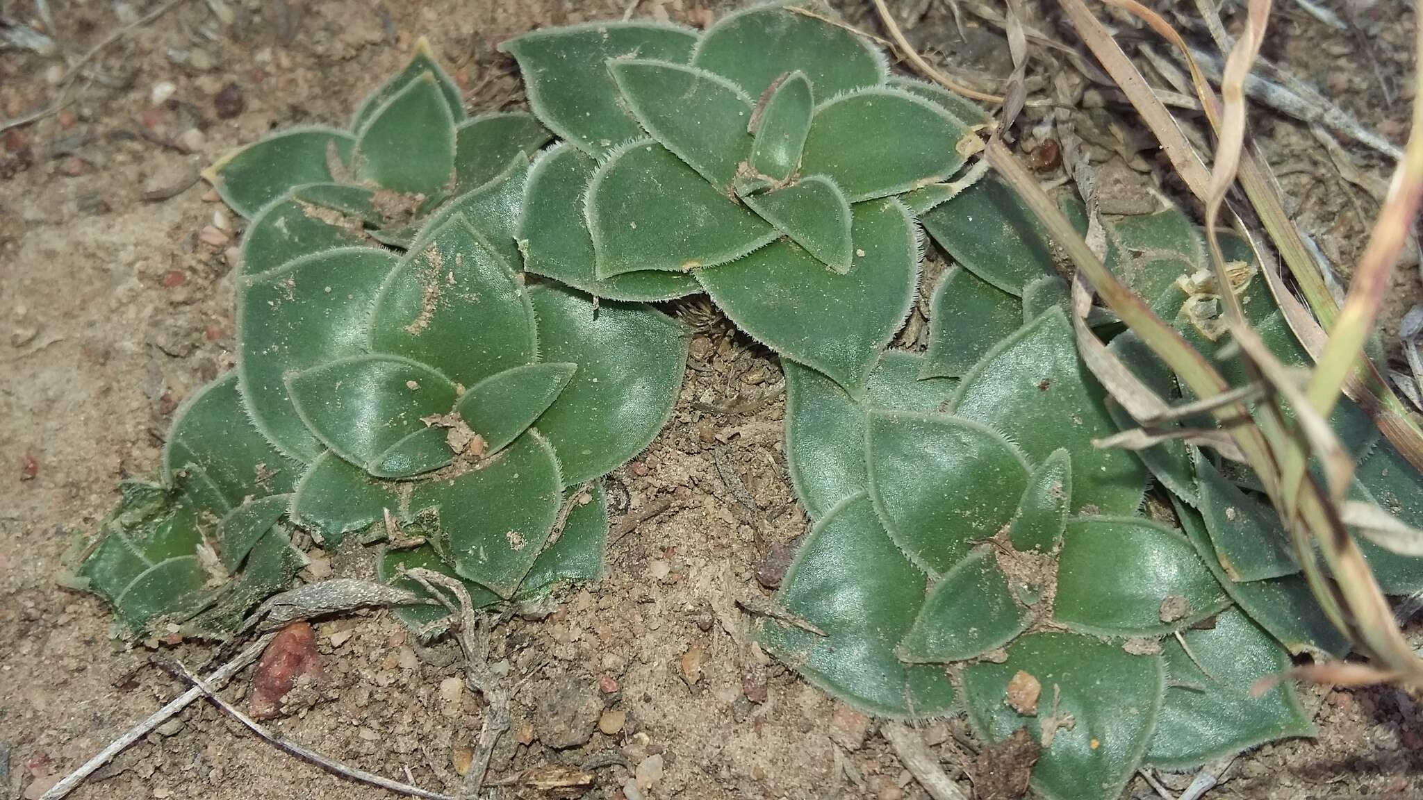 Image of Drimia ciliata (L. fil.) J. C. Manning & Goldblatt