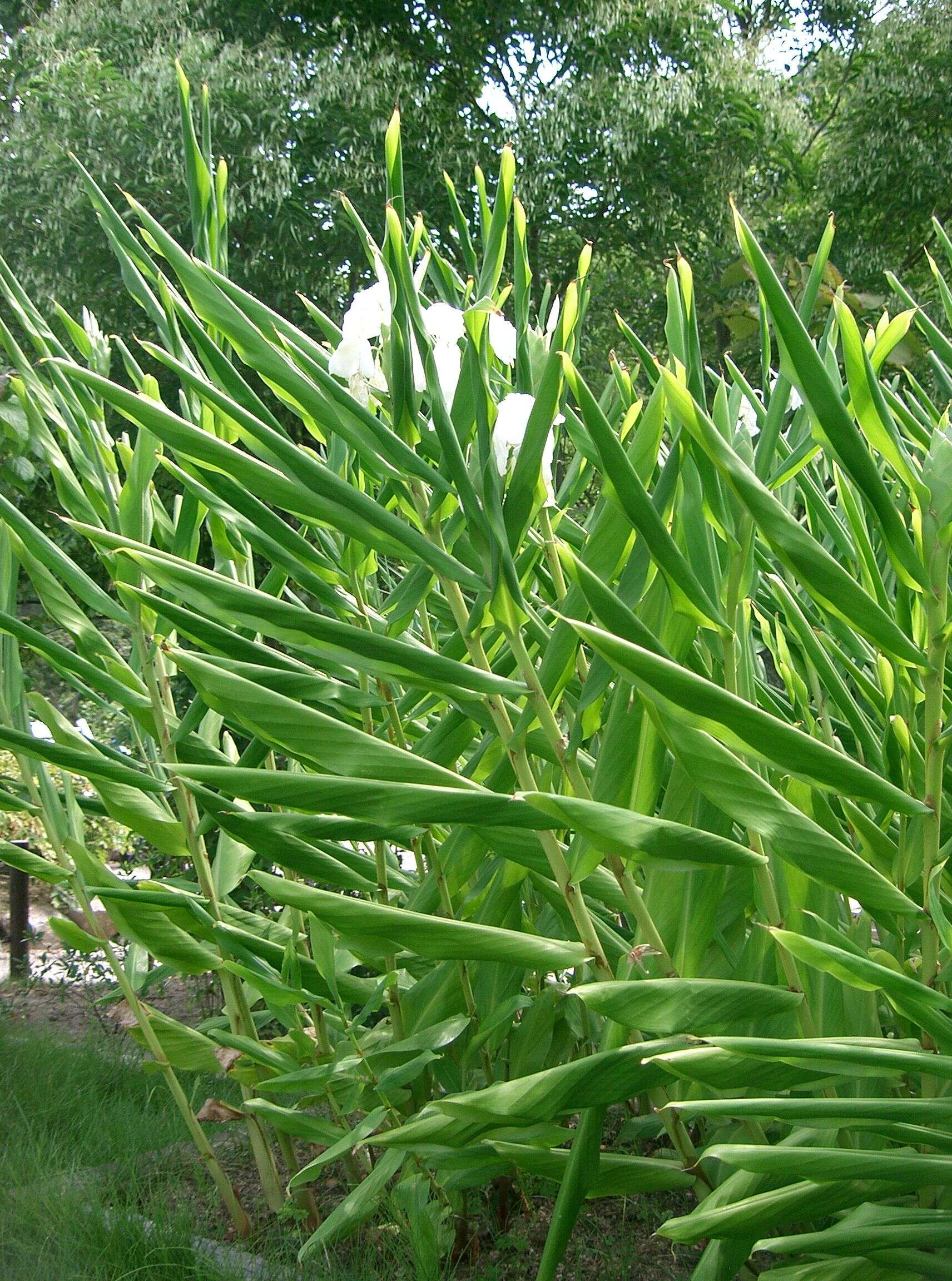 Imagem de Hedychium coronarium J. Koenig