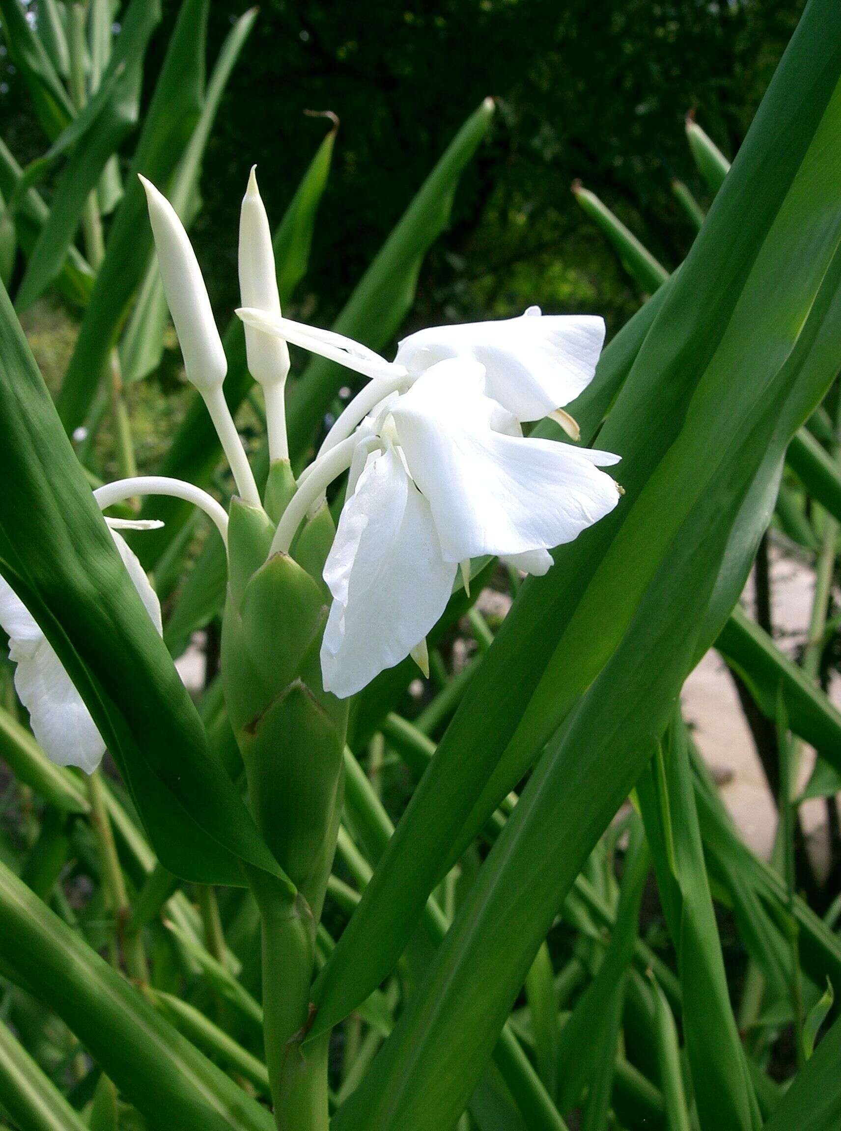 Imagem de Hedychium coronarium J. Koenig