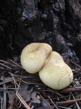 Image of Cantharocybe