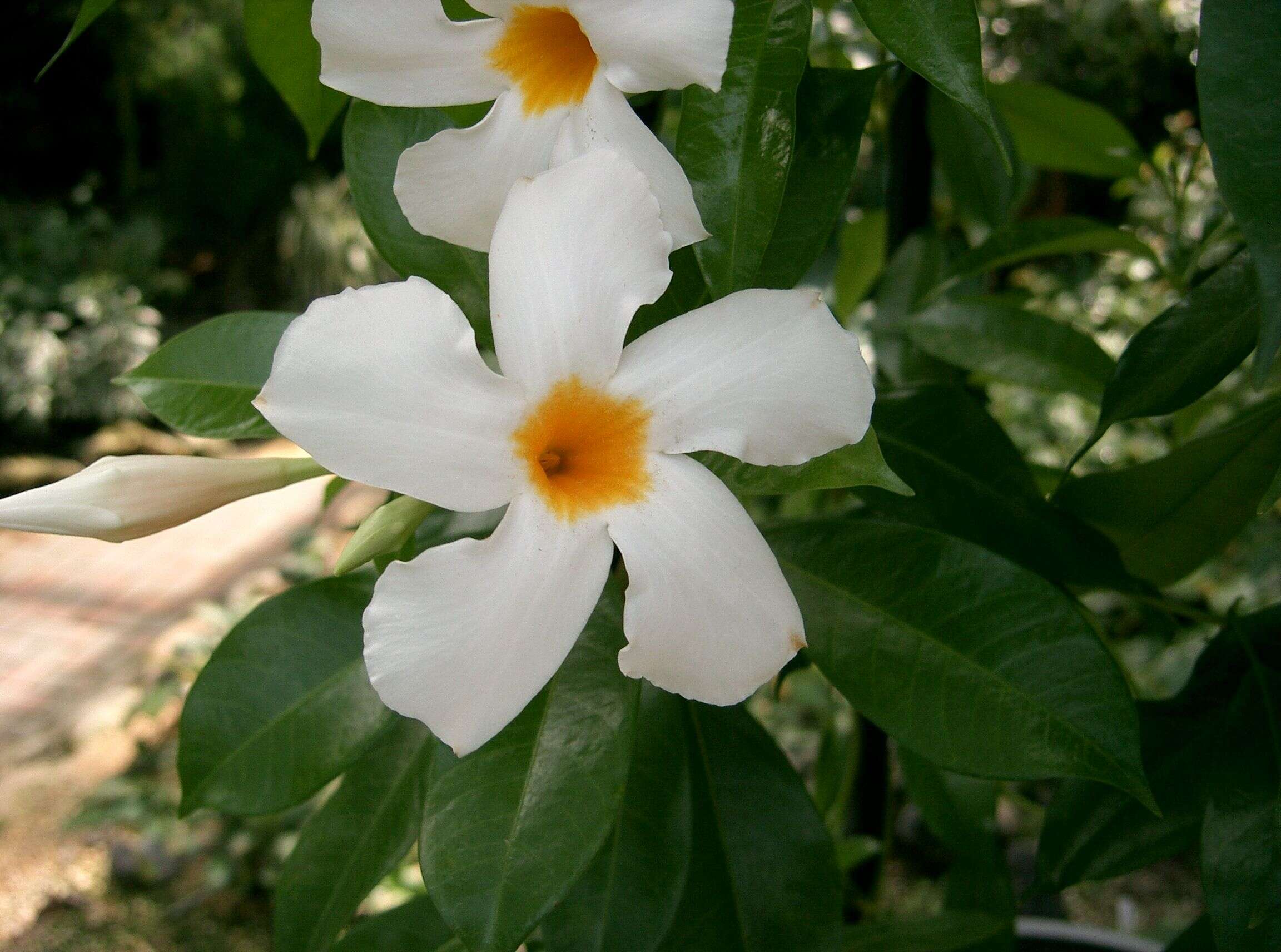 Image de Mandevilla boliviensis (Hook. fil.) R. E. Woodson