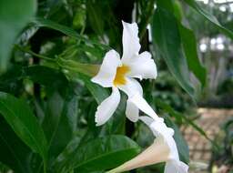 Image de Mandevilla boliviensis (Hook. fil.) R. E. Woodson