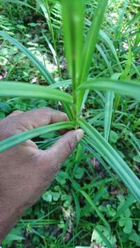 Image de Scirpus polyphyllus Vahl