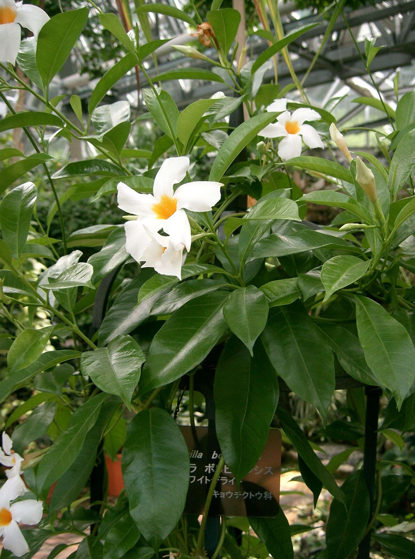 Image de Mandevilla boliviensis (Hook. fil.) R. E. Woodson