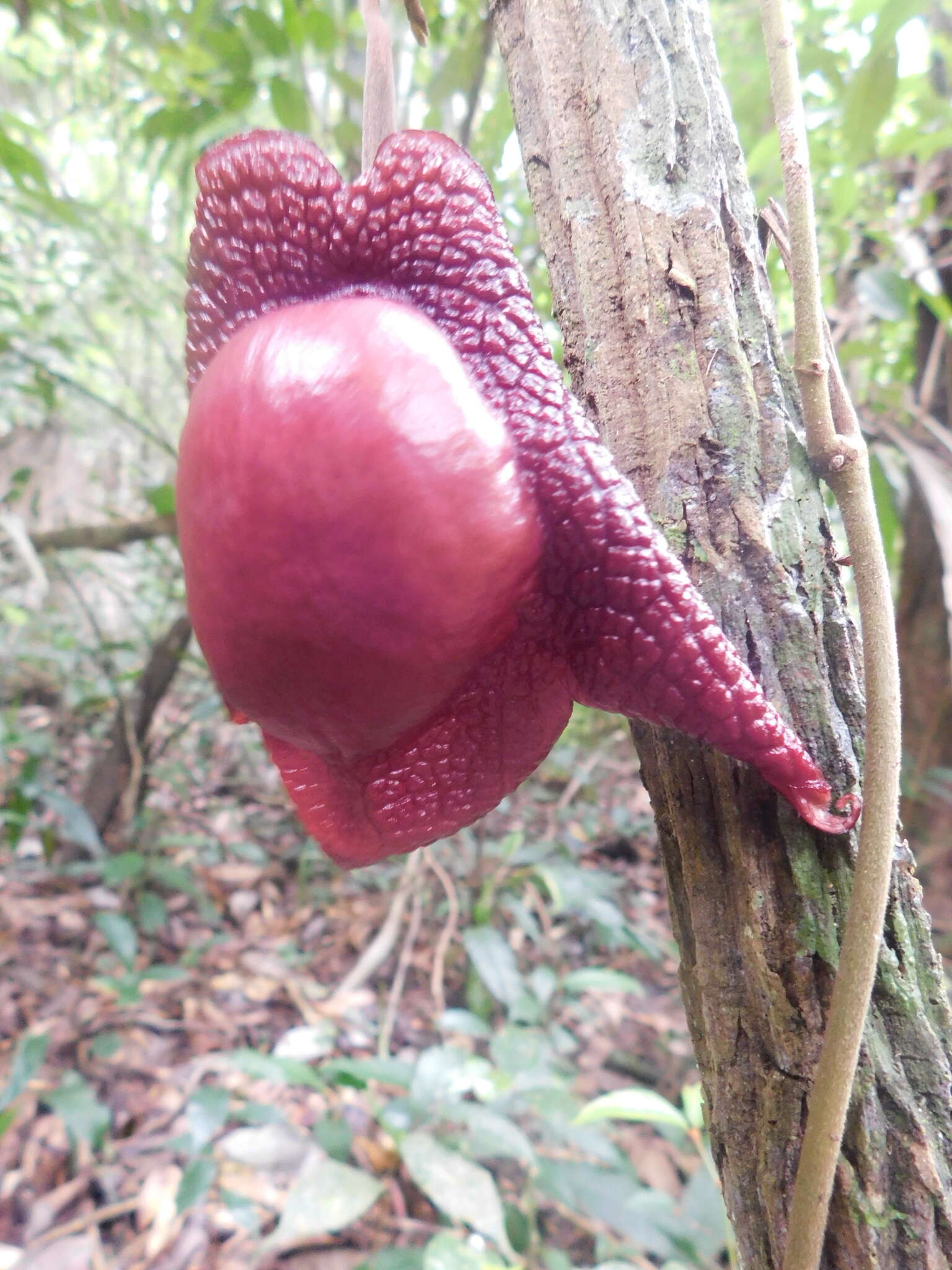 Image of Aristolochia paracleta H. W. Pfeifer