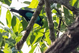 Image of Paradise Tanager