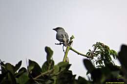 Image of Large Cuckoo-shrike