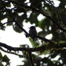 Image of Lanceolated Monklet